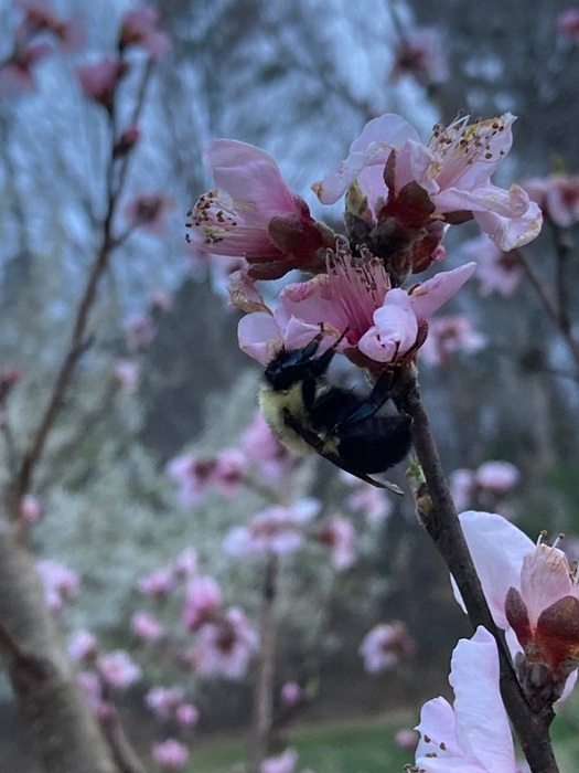 Landscape Design from Coastal Roots Landscape & Design