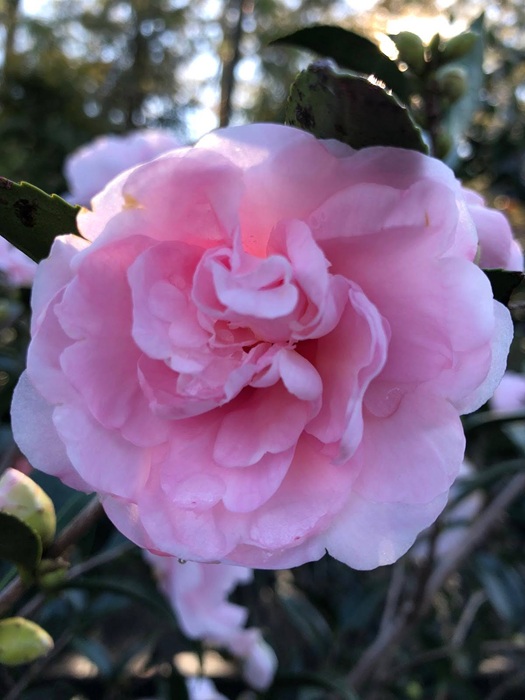 Landscape Design from Coastal Roots Landscape & Design