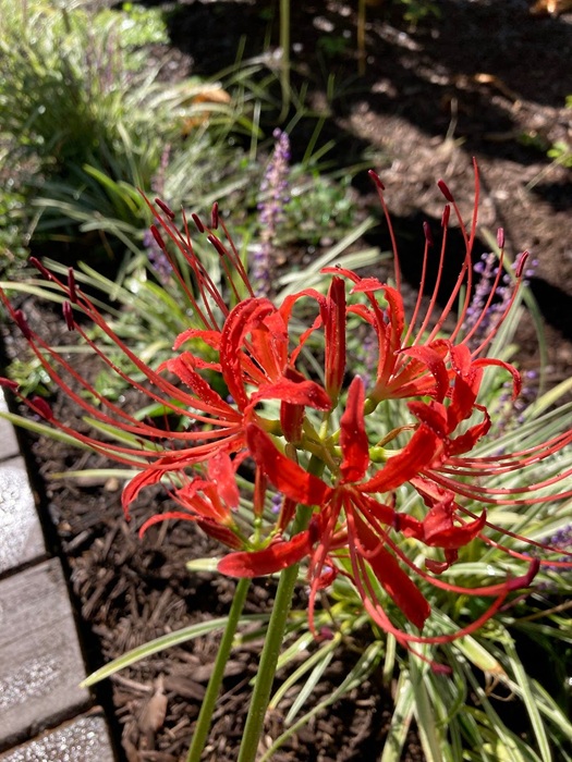 Landscape Design from Coastal Roots Landscape & Design