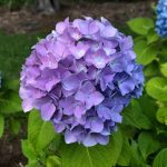 Landscape Design from Coastal Roots Landscape & Design