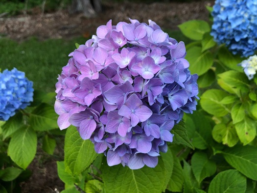 Landscape Design from Coastal Roots Landscape & Design