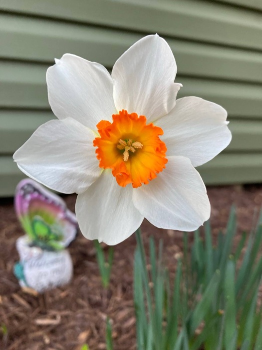 Landscape Design from Coastal Roots Landscape & Design