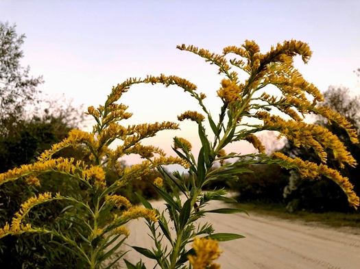 Landscape Design from Coastal Roots Landscape & Design