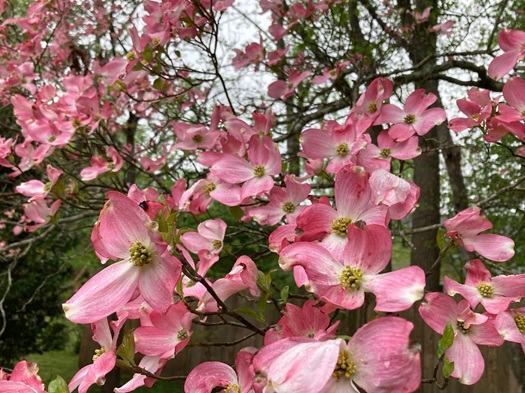 Landscape Design from Coastal Roots Landscape & Design