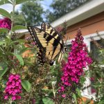 Landscape Design from Coastal Roots Landscape & Design