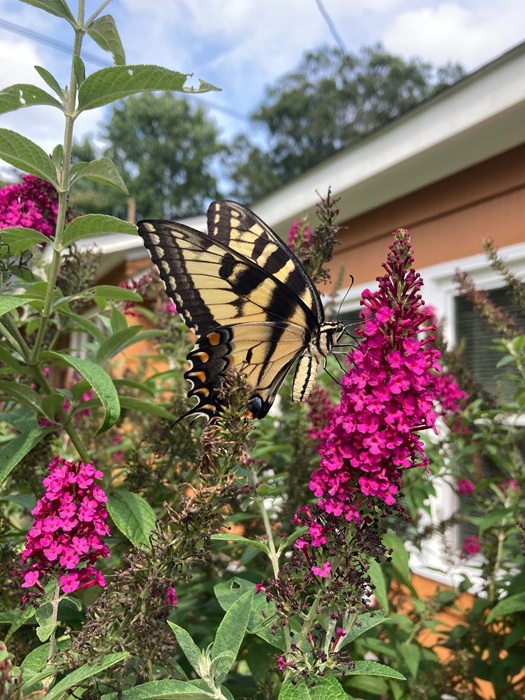 Landscape Design from Coastal Roots Landscape & Design