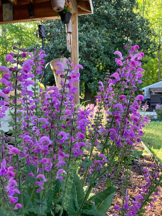 Landscape Design from Coastal Roots Landscape & Design