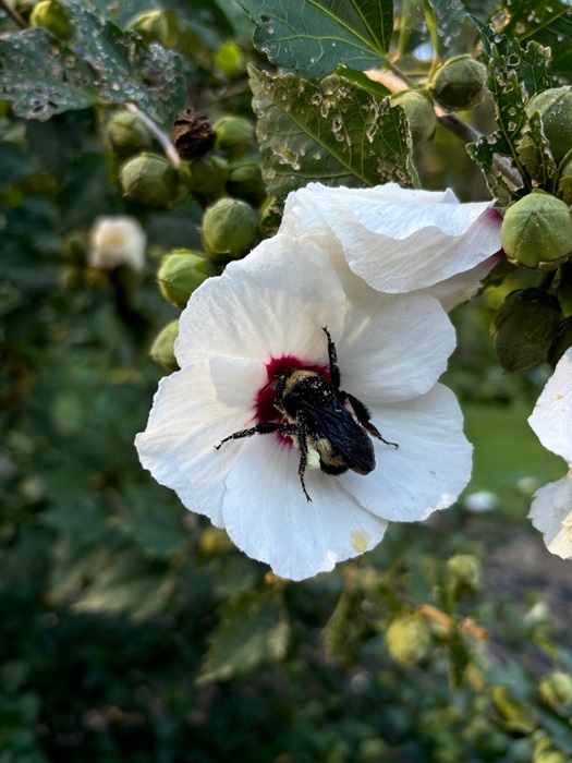 Landscape Design from Coastal Roots Landscape & Design