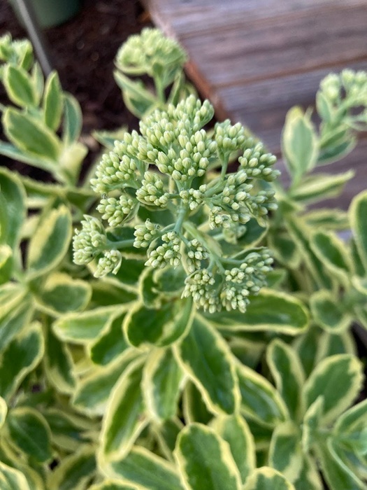 Landscape Design from Coastal Roots Landscape & Design