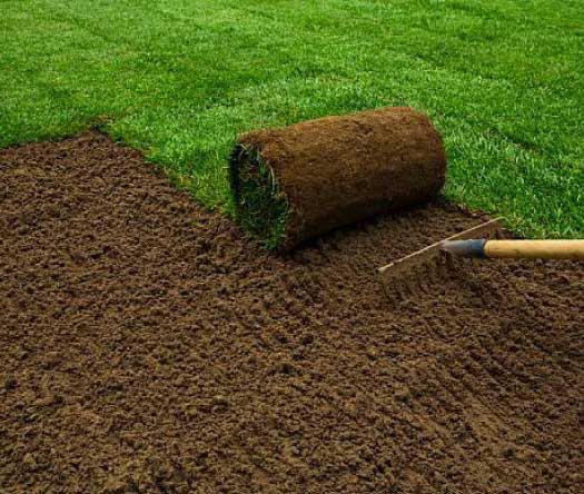 sod Landscape Design from Coastal Roots Landscape & Design