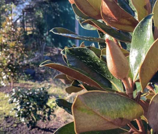 tree-installation Landscape Design from Coastal Roots Landscape & Design